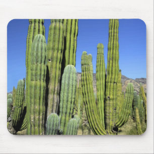 Mexiko, Sonora, San Carlos. Saguaro & Organ Pipe Mousepad