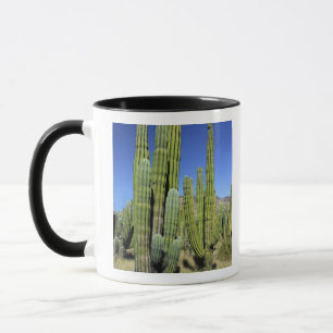 Mexiko, Sonora, San Carlos. Saguaro & Organ Pipe Tasse