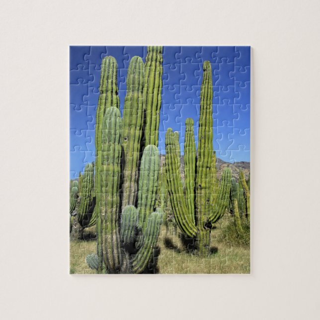 Mexiko, Sonora, San Carlos. Saguaro & Orgelpfanne (Vertikal)