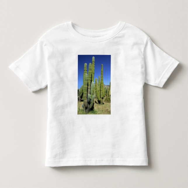 Mexiko, Sonora, San Carlos. Saguaro & Orgelpfanne Kleinkind T-shirt (Vorderseite)