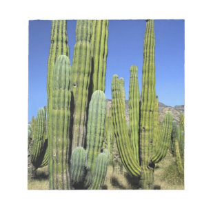 Mexiko, Sonora, San Carlos. Saguaro & Orgelpfanne Notizblock