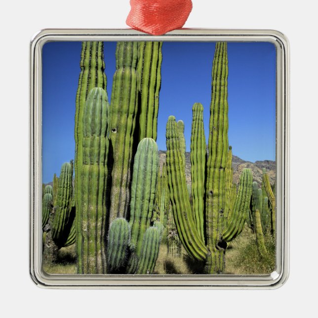 Mexiko, Sonora, San Carlos. Saguaro & Orgelpfanne Ornament Aus Metall (Vorne)