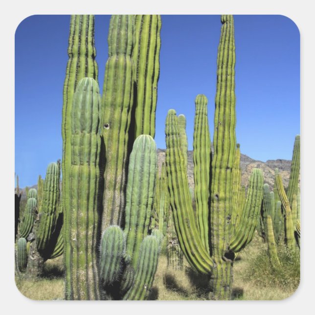 Mexiko, Sonora, San Carlos. Saguaro & Orgelpfanne Quadratischer Aufkleber (Vorderseite)