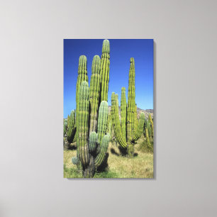 Mexiko, Sonora, San Carlos. Saguaro & Orgelpfeife Leinwanddruck
