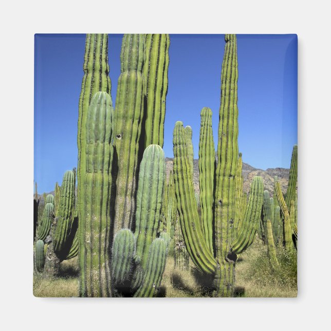 Mexiko, Sonora, San Carlos. Saguaro & Orgelpfeife Magnet (Vorne)