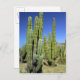 Mexiko, Sonora, San Carlos. Saguaro & Orgelpfeife Postkarte (Vorne/Hinten)