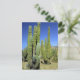 Mexiko, Sonora, San Carlos. Saguaro & Orgelpfeife Postkarte (Stehend Vorderseite)