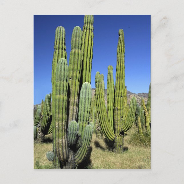 Mexiko, Sonora, San Carlos. Saguaro & Orgelpfeife Postkarte (Vorderseite)