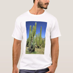 Mexiko, Sonora, San Carlos. Saguaro & Orgelpfeife T-Shirt