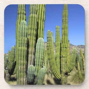 Mexiko, Sonora, San Carlos. Saguaro & Orgelpfeife Untersetzer