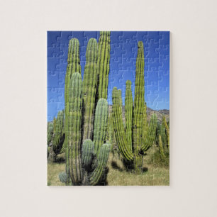 Mexiko, Sonora, San Carlos. Saguaro & Orgelpfeifen