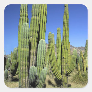 Mexiko, Sonora, San Carlos. Saguaro & Orgelpfeifen Quadratischer Aufkleber