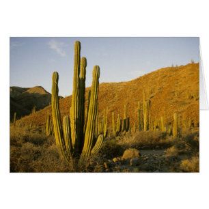 Mexique, Basse-Californie, île Santa Catalina, Mer