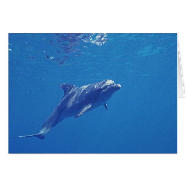 Mexique, Cozumel. Dauphin en voie de disparition (Devant horizontal)