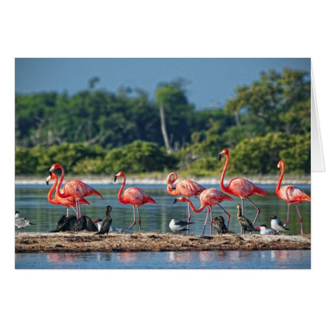 Mexique Rio Lagartos (Devant horizontal)