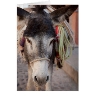 Mexique, San Miguel De Allende 2