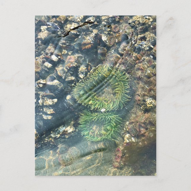 Meyers Beach North, Gold Beach, Oregon Postkarte (Vorderseite)