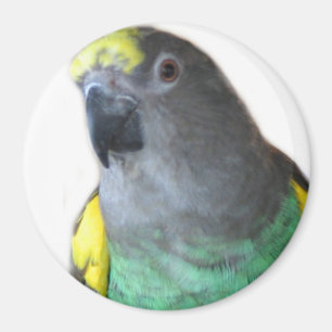 Meyers Papageien-Magnet Magnet