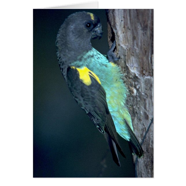 Meyer's Parrot (Devant)