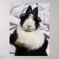 MHRR Néerlandais noir lapin blanc lapin poster d'é