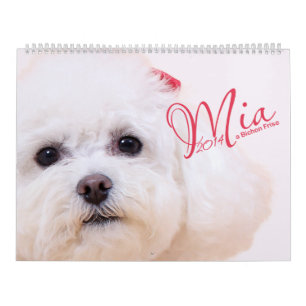 Mia - ein Bichon Frise 2014 Kalender