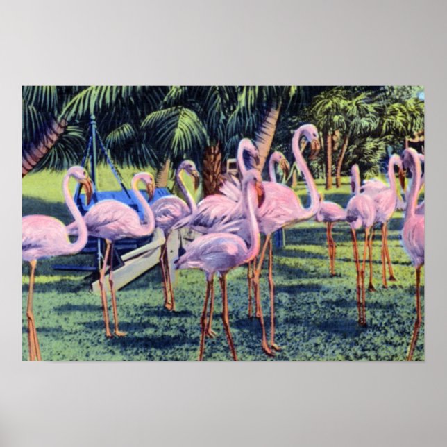 Miami Florida Flamingos in Hialeah Park Poster (Vorne)