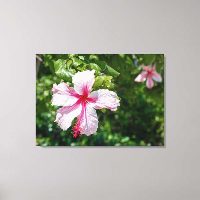 Miami Pink Hibiskus Tropische Blume Bloom Leinwanddruck (Vorderseite)