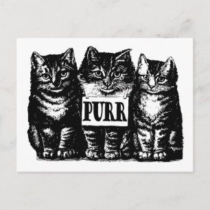 Miau Kätzchen Postkarte
