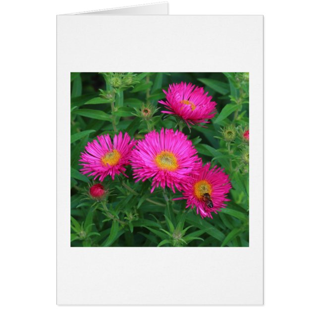 Michaelmas Daisies (Devant)