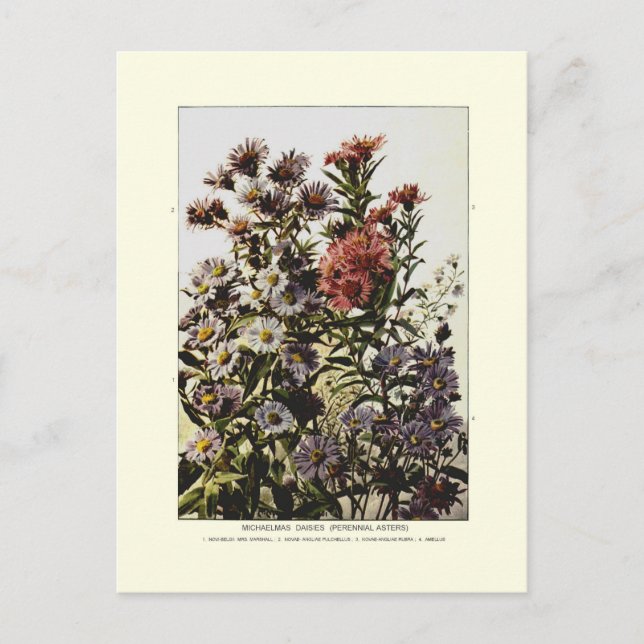Michaelmas daisies postkarte (Vorderseite)