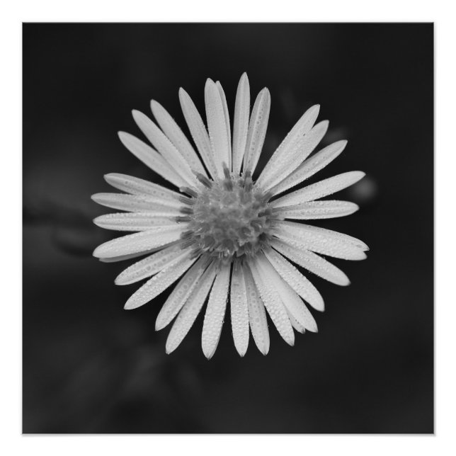 Michaelmas-Daisy-Flower Poster (Vorderseite)