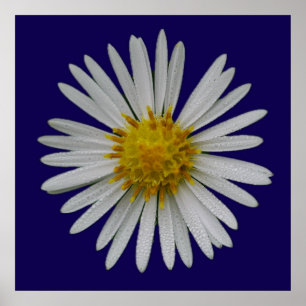 Michaelmas-Daisy-Plakat Poster