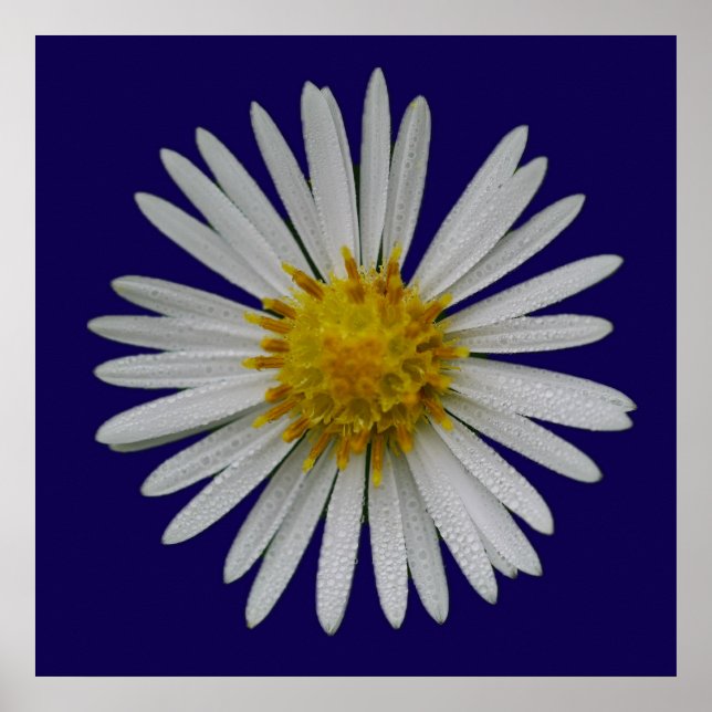 Michaelmas-Daisy-Plakat Poster (Vorne)
