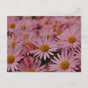 Michaelmas-Daisy-Postkarte Feiertagspostkarte