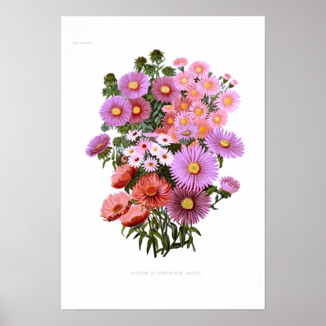 Michaelmas Dasies (Asters) Poster (Vorne)
