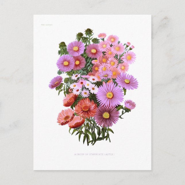 Michaelmas Dasies (Asters) Postkarte (Vorderseite)
