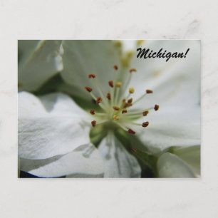 Michigan Apple Blossom Postkarte