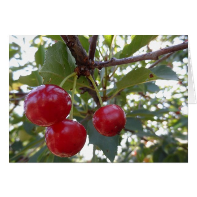Michigan Cherries (Vorderseite (Horizontal))