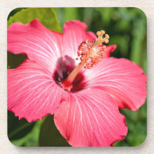 Michigan, Dearborn. Detail des rosa Hibiskus Getränkeuntersetzer