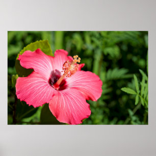Michigan, Dearborn Detail des rosa Hibiskus Poster