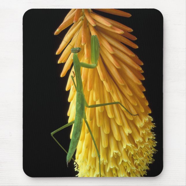 Michigan, Rochester Hills. Mantis auf Rot beten Mousepad (Vorne)