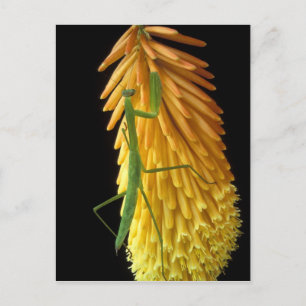 Michigan, Rochester Hills. Mantis auf Rot beten Postkarte