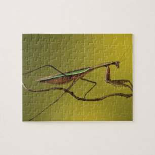 Michigan, Rochester Hills. Praying Mantis