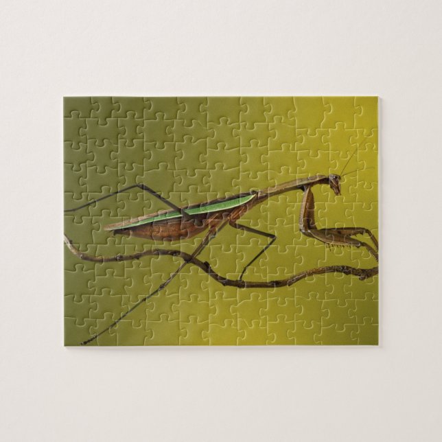 Michigan, Rochester Hills. Praying Mantis (Horizontal)