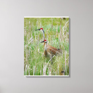 Michigan Sandhill Cranes Leinwanddruck