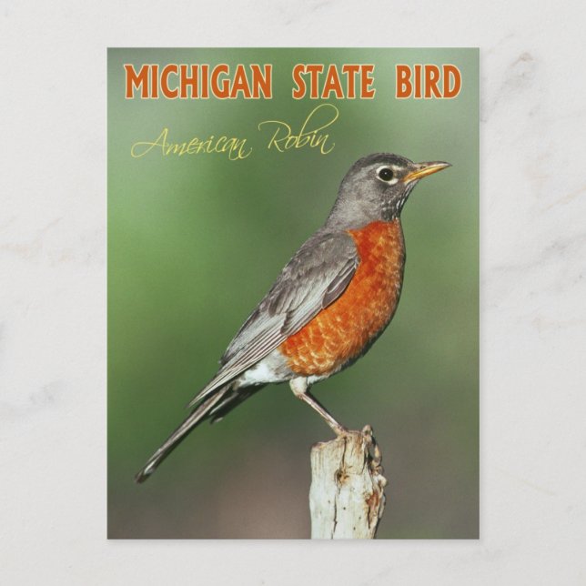 Michigan Staat Bird - American Robin Postkarte (Vorderseite)