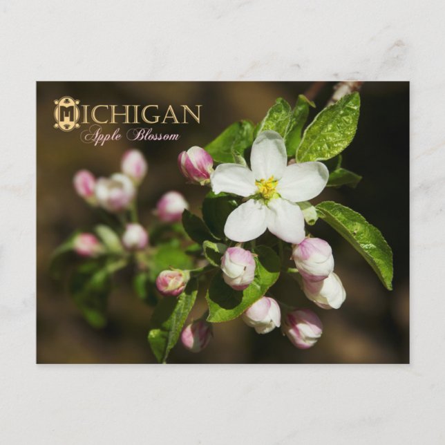 Michigan Staat Blume: Apple Blossom Postkarte (Vorderseite)