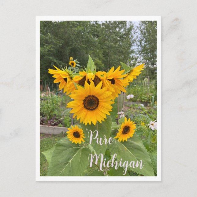 Michigan Summer Sunflower Carte postale (Devant)