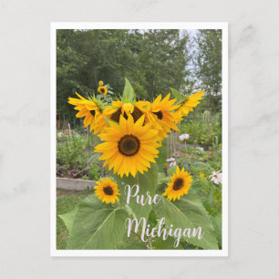 Michigan Summer Sunflower Postcard Postkarte