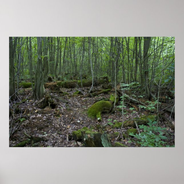 Michigan-Waldprint Poster (Vorne)